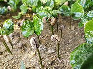 Coffee germinating.