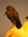 Hamerkop