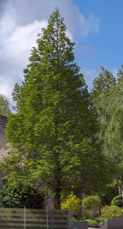 Metasequoia glyptostroboides