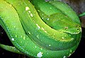 Morelia viridis