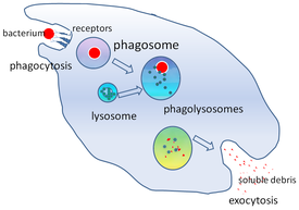 Diagram van fagocytose: een bacteriële cel wordt opgenomen en afgebroken.