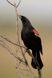 A Male Red-Winged Blackbird