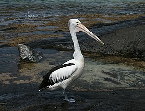 Австралий пеликан (Pelecanus conspicillatus), Киолоа, Джангы Къыбыла Уэльс