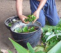 アヤワスカは複数の植物を調合し煮込んで作られる。