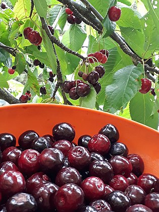 Cherries in South America, summer, January 2019 in Argentina.