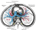 Tall transversal del tòrax. Es mostren les relacions de l'artèria pulmonar.