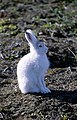 Groenlandia Ártica hareLepus arcticus groenlandicussnehare