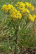 plante à pétales jaunes