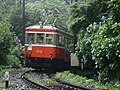 Rame se frayant un passage à travers des Hydrangea