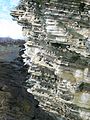 Image 7Seabird colonies on a crag on the Brough of Birsay, Orkney Credit: Tbc