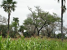 Acacia albida (au centre)