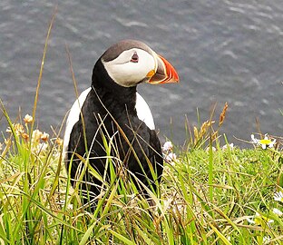 Sumburgh Head, Shetland