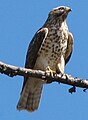 Red Shouldered Hawk