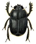 Dung (or Sacred) Beetle