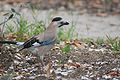 Garrulus glandarius atricapillus porūšis Izraelyje