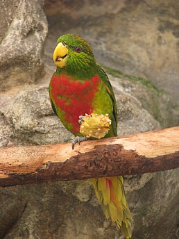 Лорі-гуа великий (Neopsittacus musschenbroekii)