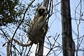 Sifaka wa Decken