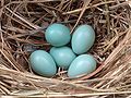 Шпак звичайний (Sturnus vulgaris), типовий кладка