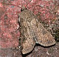 Agrotis segetum