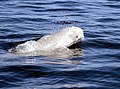 Churchill River, Hudson Bay, Manitoba, Canada