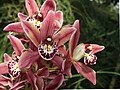 Cymbidium Pinafore