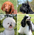 Image 18Phenotypic variation in four dogs (from Dog)