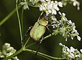 Hoplia argentea