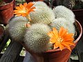 Rebutia muscula