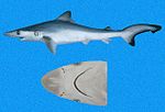 Thumbnail for Pacific sharpnose shark