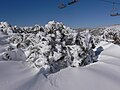 A snow gum (E. pauciflora), in winter in the Australian Alps