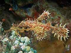 Pareja de S. paradoxus, con la hembra notablemente mayor