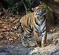 Tiger in the Wild, India