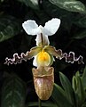 Paphiopedilum tranlienianum