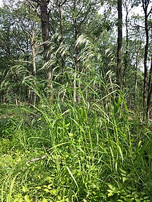 Bromus benekenii sl5.jpg