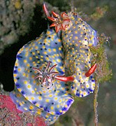 Hypselodoris infucata