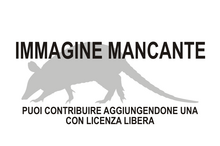 Immagine di Utaetus buccatus mancante