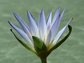 Nymphaea caerulea