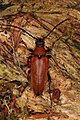 Stictoleptura rubra