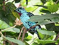 Spangled Cotinga