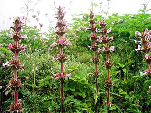 תפרחת של Morina longifolia