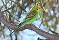 Ալիքավոր թութակ (Melopsittacus undulatus)