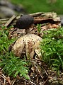 Geastrum pectinatum