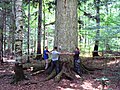 Jela car, najveće stablo jele u Europi, Park prirode Velebit kraj sela Kosinjski Bakovac, Općina Perušić.