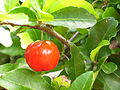 l'atzerola (la acerola)