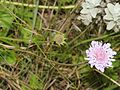 Scabiosa columbaria