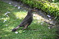 * Nomination Blackbird female --Romate 18:30, 4 August 2010 (UTC) * Promotion background is a bit distracting but else good --Mbdortmund 21:27, 6 August 2010 (UTC)