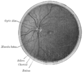 Interior of posterior half of bulb of left eye. The veins are darker in appearance than the arteries.