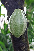 Frucht des Theobroma cacao L.