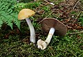 Cortinarius delibutus