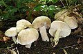 Calocybe gambosa